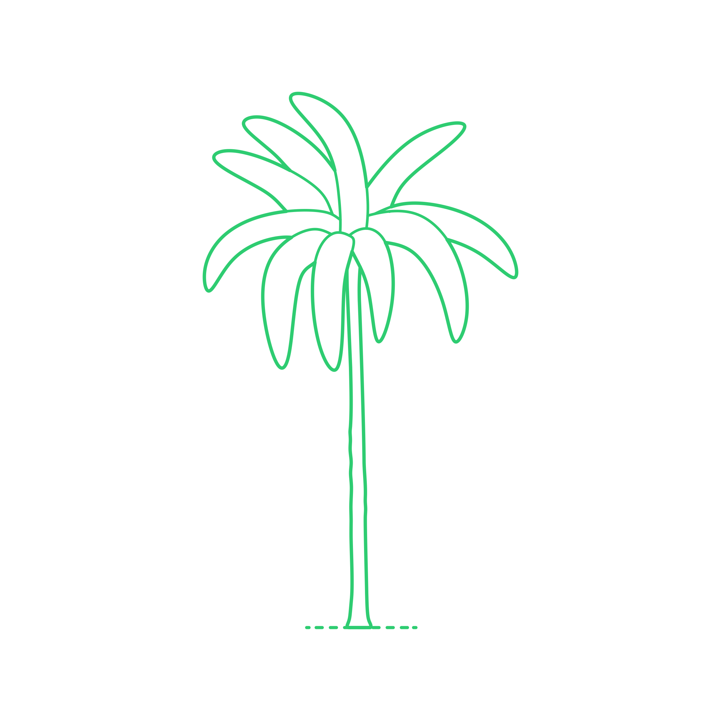 Plants Palms Queen Palm Sketch Svg Vector Free Vectors